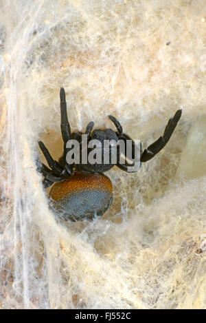 Eresid Spinne, Ladybird Spinne (Eresus Walckenaeri), Weibchen im Eingangsbereich der Höhle, Griechenland Stockfoto