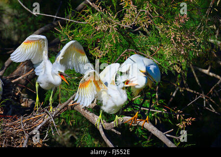 kleine Silberreiher (Egretta Garzetta), Jungvögel, die Forderung nach Essen, stehend in einer Tamariske, Frankreich, Camargue Stockfoto