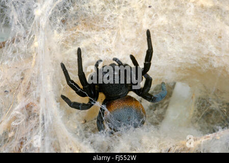 Eresid Spinne, Ladybird Spinne (Eresus Walckenaeri), Weibchen im Eingangsbereich der Höhle, Griechenland Stockfoto