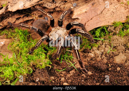 Skelett Tarantel (Ephebopus Murinus), im terrarium Stockfoto