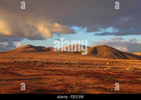 Halbwüste im Abendlicht in der Nähe von Tindaya, Kanarischen Inseln, Fuerteventura, Tindaya Stockfoto