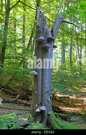 Zunderschwamm, HUF Pilz, Zunder Conk Tinder Polypore, Zunder Halterung (Zündstoff Fomentarius), ein toter Baum stehend, Deutschland, Mecklenburg-Vorpommern, Mueritz Nationalpark Stockfoto