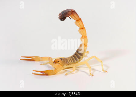 Fattailed Skorpion, Fett-tailed Skorpion, afrikanische Fett-tailed Skorpion (Androctonus Australis), Verteidigung Haltung Stockfoto