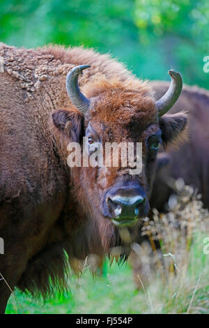 Europäische Bison, Wisent (Bison Bonasus), Portrait in der Natur, Deutschland, Mecklenburg-Vorpommern, Damerower Werder Stockfoto