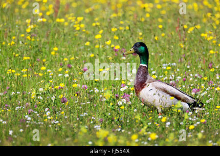 Stockente (Anas Platyrhynchos), Männchen steht in einer Blumenwiese, Seitenansicht, Niederlande, Friesland Stockfoto