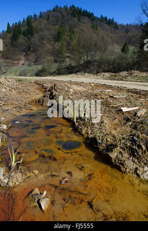 Grasfrosch, Grasfrosch (Rana Temporaria), Frosch Eiern in einem Graben am Wegrand, Rumänien, Karpaten Stockfoto