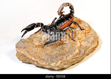 Wald-Scorpion, blauer Riesenskorpion malaysischen Wald Riesenskorpion, Asien riesige Wald Skorpion, malaysische schwarzer Skorpion (Heterometrus Spinifer), auf einem Stein Stockfoto