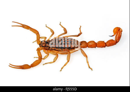 Mediterranean kariert Skorpion (Mesobuthus Gibbosus), seltene rote Farbvariante, Griechenland, Peloponnes Stockfoto