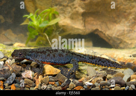Bergmolch (Triturus Alpestris, Ichthyosaura Alpestris, Mesotriton Alpestris Ichthyosaura Alpestris Carpathica), weiblichen Bergmolch aus den Karpaten, Rumänien, Karpaten Stockfoto