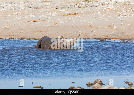 schwarze Nashorn, süchtig-lippige Rhinoceros durchsuchen Nashorn (Diceros Bicornis), Baden im flachen Wasser von einer Wasserstelle, Namibia, Etosha Nationalpark, Naumutoni Stockfoto