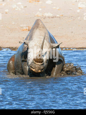 schwarze Nashorn, süchtig-lippige Rhinoceros durchsuchen Nashorn (Diceros Bicornis), Baden im flachen Wasser von einer Wasserstelle, Namibia, Etosha Nationalpark, Naumutoni Stockfoto