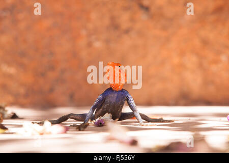 Gemeinsamen Agama, Red-headed Rock Agama (Agama Agama), Männlich, sitzen auf dem Boden zwischen herabfallende Blüten, Namibia, Windhoek Stockfoto