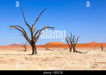 Dead Vlei-Ton-Pfanne und tot Kameldornbäume, Namibia, Sesriem Stockfoto