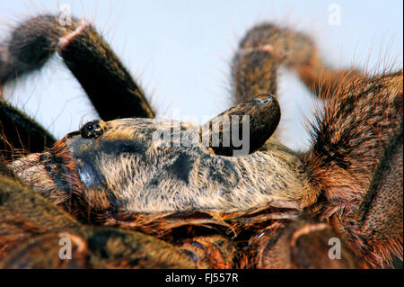 Gehörnten Pavian Spinne, afrikanische hinten gehörnten Pavian, platzen gehörnten Pavian, geraden Horn Tarantula (Ceratogyrus Darlingi, Ceratogyrus Bechuanicus, Ceratogyrus Schultzei), Detail des Horns Stockfoto