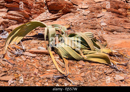 Baum Tumbo, Tumboa, Welwitschia (Welwitschia Mirabilis), am Ende der Trockenzeit, Damaraland, Namibia, Khorixas Stockfoto