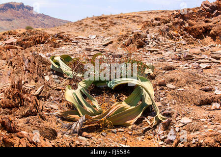 Baum Tumbo, Tumboa, Welwitschia (Welwitschia Mirabilis), am Ende der Trockenzeit, Damaraland, Namibia, Khorixas Stockfoto