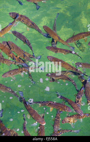 Döbel (Leuciscus Cephalus), Schwimmen junge Fische, Deutschland Stockfoto