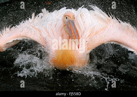 Frontansicht der östlichen weiße Pelikan (Pelecanus Onocrotalus), Pelikan, Baden Stockfoto