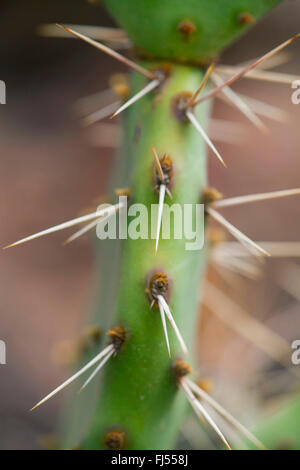 Feigenkaktus, braun-Exemplaren Feigenkaktus, dicht Spined Stachelige Birne, Purple-Fruited Feigenkaktus, Mojave Feigenkaktus (Opuntia Phaecantha), Stacheln, Deutschland, Baden-Württemberg, Kaiserstuhl Stockfoto