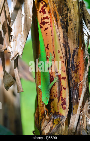 Seychellen Riesen Taggecko (Phelsuma Sundbergi Sundbergi), kopfüber auf Rinde, Seychellen, Praslin Stockfoto