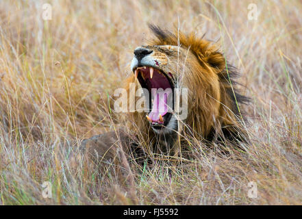 Löwe (Panthera Leo), männliche liegen auf hohen Gräsern und Gähnen, Kenia, Masai Mara Nationalpark Stockfoto