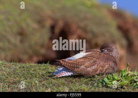 gemeinsamen Rotschenkel (Tringa Totanus), schlafen in der Zucht Gefieder auf einer Klippe, Seitenansicht, Deutschland, Schleswig-Holstein Stockfoto