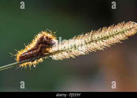 Knot Grass (Acronicta Rumicis, Apatele Rumicis), Raupe auf einem Rasen Ohr, Deutschland, Bayern Stockfoto