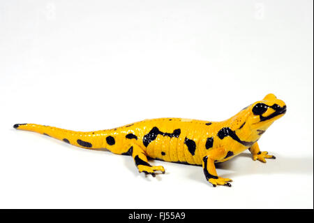 Europäische Feuersalamander (Salamandra Salamandra Salamandra Salamandra Terrestris), vor allem gelb farbigen Salamander, Schnitt setzen, Deutschland Stockfoto