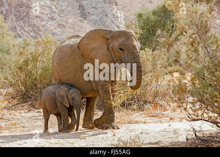 Wüste, Elefanten, Wüste-Wohnung Elefant, Afrikanischer Elefant (Loxodonta Africana Africana), Wüste Kuh Elefanten mit Elefant Kalb auf dem ausgetrockneten Flussbett des Huab Fluss, Namibia-Damaraland Stockfoto