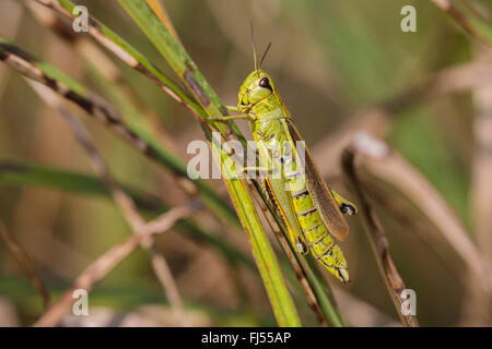 großer Sumpf-Grashüpfer (Mecostethus Grossus, Stethophyma Grossum), Weiblich, Deutschland, Bayern, Isental Stockfoto