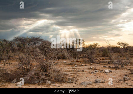 Sonnenstrahlen bricht durch die Wolken oben trocknen Macchie, Namibia, Etosha Nationalpark, Naumutoni Stockfoto