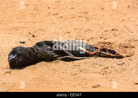 Südafrikanischer Seebär, Cape Seebär (Arctocephalus percivali percivali Arctocephalus percivali), tot geboren seal Pup mit Nabelschnur im Sand, Namibia, Cape Cross seal Reserve, Cape Cross Seal reserve Stockfoto