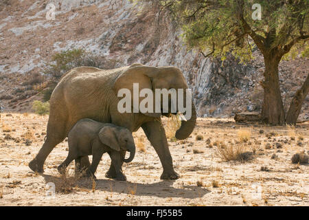 Wüste, Elefanten, Wüste-Wohnung Elefant, Afrikanischer Elefant (Loxodonta Africana Africana), Wüste Kuh Elefanten mit Elefant Kalb auf dem ausgetrockneten Flussbett des Huab Fluss, Namibia-Damaraland Stockfoto