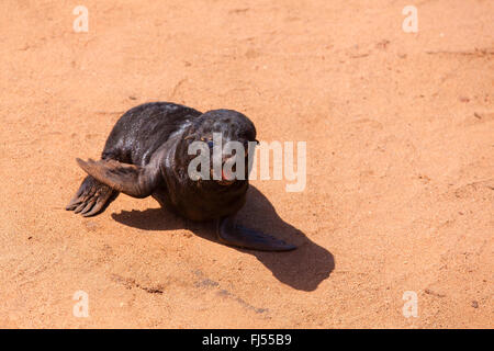 Südafrikanische Fell zu versiegeln, Cape Seebär (Arctocephalus percivali percivali, Arctocephalus percivali), einsame Seal pup Forderung nach seiner Mutter, Namibia, Cape Cross Seal Reserve, Cape Cross Seal reserve Stockfoto