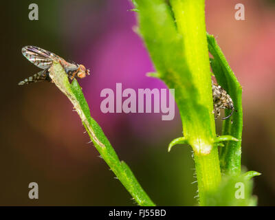 Tephritid fliegen (Tephritis Neesii), männliche Tephritis Neesii und Microplontus Campestris (rechts), Deutschland Stockfoto