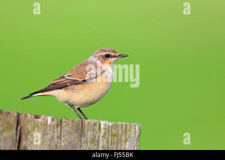 nördlichen Steinschmätzer (Oenanthe Oenanthe), weibliche sitzt auf einem Zaunpfahl, Seitenansicht, Niederlande, Friesland Stockfoto