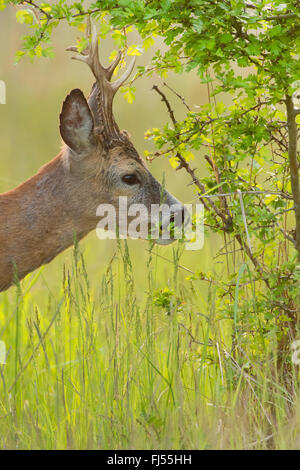 Reh (Capreolus Capreolus), buck RSS-Feeds, Deutschland, Brandenburg Stockfoto