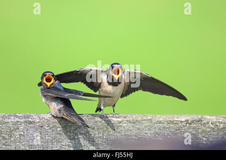 Rauchschwalbe (Hirundo Rustica), zwei betteln Jungvögel, Niederlande, Utrecht Stockfoto