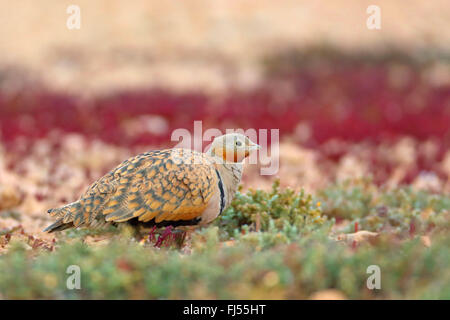 schwarzbäuchigen Sandgrouse (Pterocles Orientalis), männliche sitzen in der Halbwüste, seitliche Ansicht, Kanarischen Inseln, Fuerteventura Stockfoto