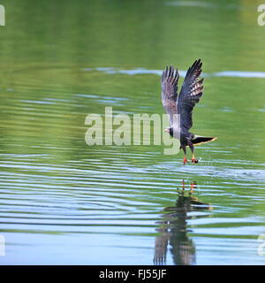 Everglade Kite (Rostrhamus Sociabilis), männliche fliegen aus dem Wasser mit einem Apfel Schnecke, USA, Florida Stockfoto