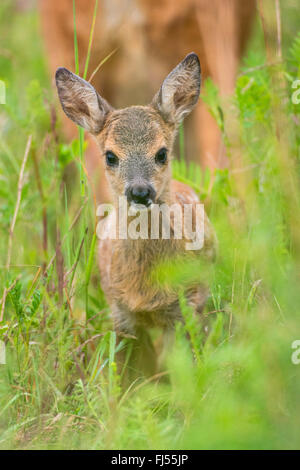 Reh (Capreolus Capreolus), fawn, auf einer Wiese, Deutschland, Brandenburg Stockfoto
