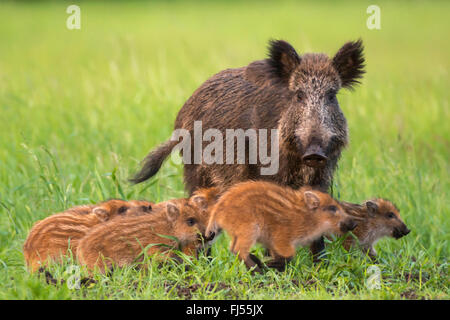 Wildschwein, Schwein, Wildschwein (Sus Scrofa), Bache mit Runts, Deutschland, Brandenburg Stockfoto