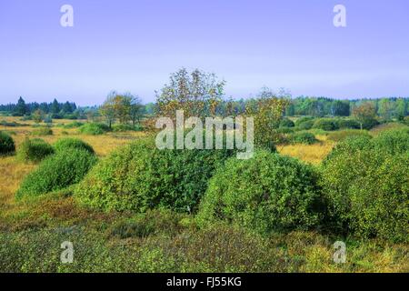 Hochmoor in der Nähe von Kalterherberg, Germany, North Rhine-Westphalia, hohen Venn Stockfoto