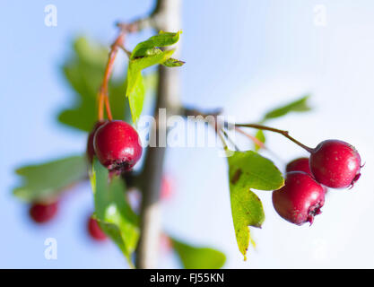 Weißdorn (Crataegus spec.), Zweig mit Früchten, Oberbayern, Oberbayern, Bayern, Deutschland Stockfoto