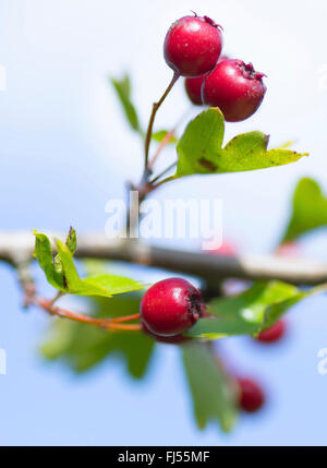 Weißdorn (Crataegus spec.), Zweig mit Früchten, Oberbayern, Oberbayern, Bayern, Deutschland Stockfoto