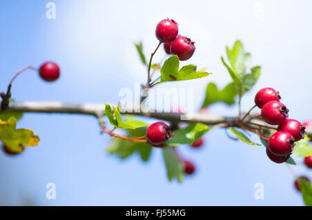 Weißdorn (Crataegus spec.), Zweig mit Früchten, Oberbayern, Oberbayern, Bayern, Deutschland Stockfoto