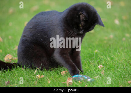 Hauskatze, Hauskatze (Felis Silvestris F. Catus), spielt mit Gefangenen Eisvogel, Niederbayern, Niederbayern, Bayern, Deutschland Stockfoto