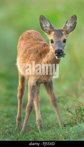 Reh (Capreolus Capreolus), Beweidung Rehkitz, Deutschland, Brandenburg Stockfoto