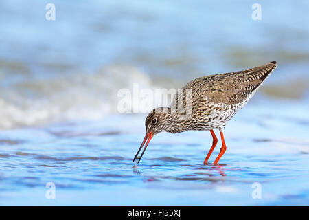 gemeinsamen Rotschenkel (Tringa Totanus), suchen Nahrung im flachen Wasser, Seitenansicht, Niederlande, Friesland Stockfoto