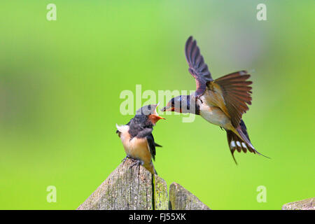 Rauchschwalbe (Hirundo Rustica), Altvogel füttern juvenile Vögel, Niederlande, Utrecht Stockfoto